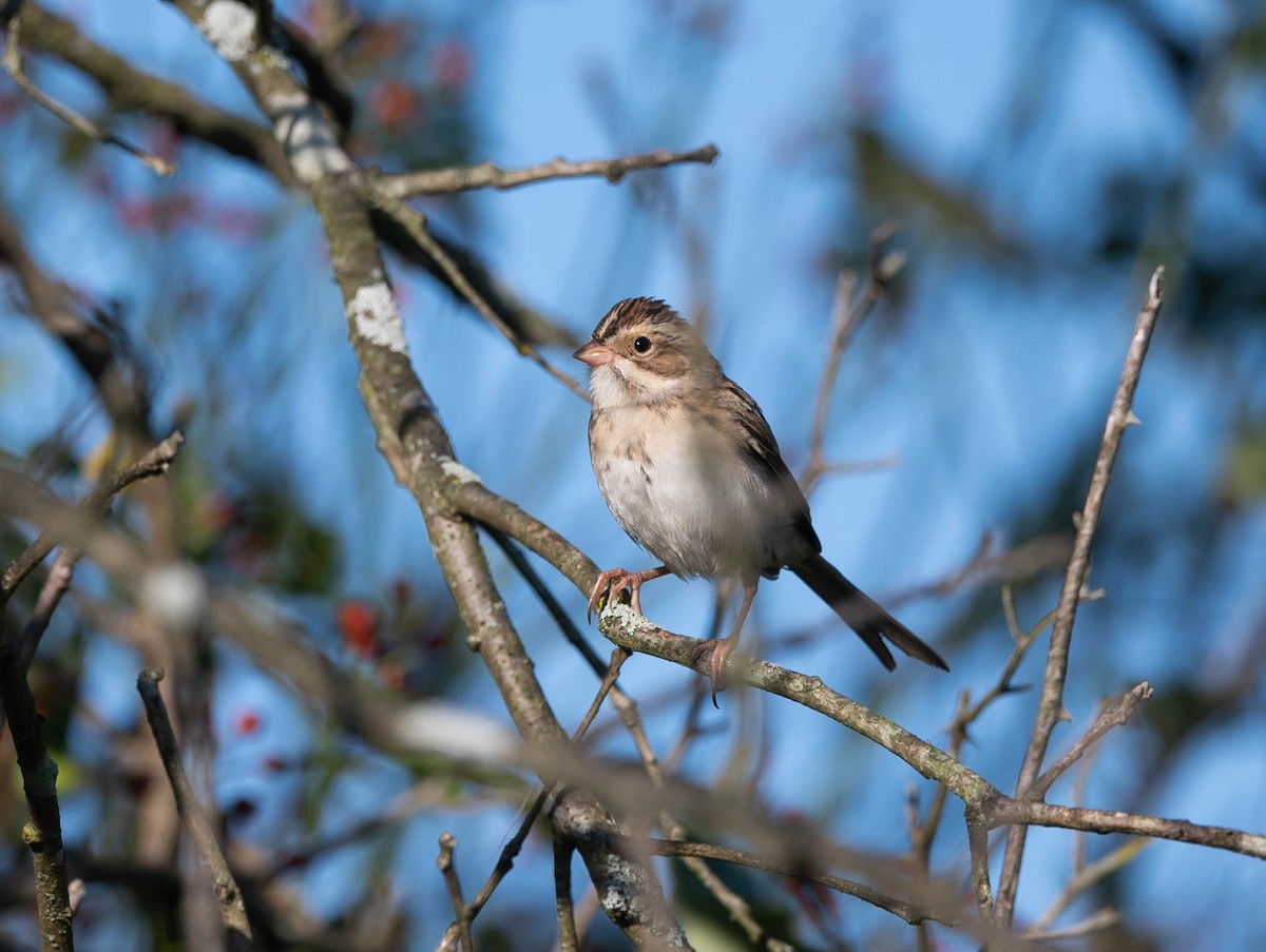 Clay-colored Sparrow - ML609574638