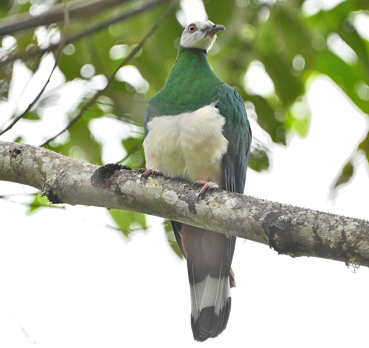 Gray-headed Imperial-Pigeon - ML609574880