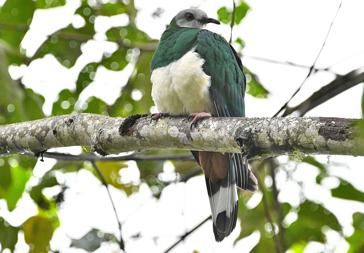 Gray-headed Imperial-Pigeon - ML609574884