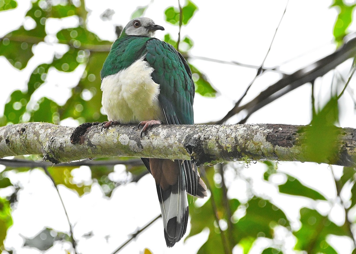 Gray-headed Imperial-Pigeon - ML609574885