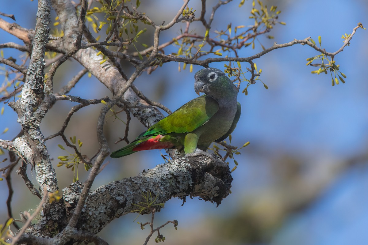 Scaly-headed Parrot - Pablo Re