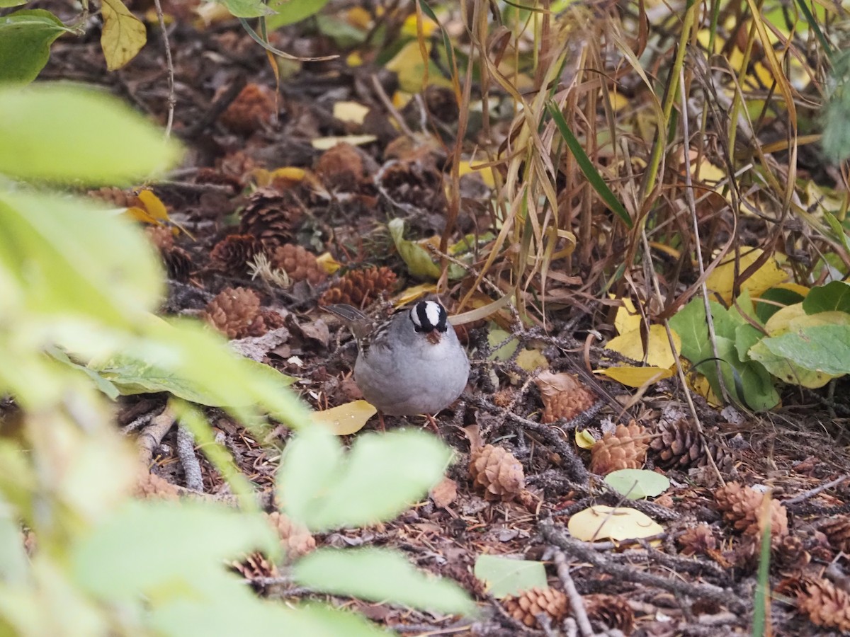 White-crowned Sparrow - Paul Huibers