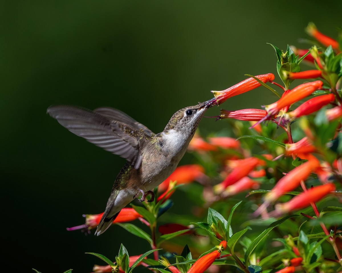 Ruby-throated Hummingbird - Dorrie Holmes