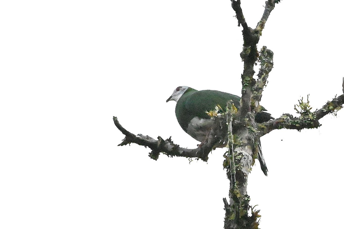 White-bellied Imperial-Pigeon - ML609576157