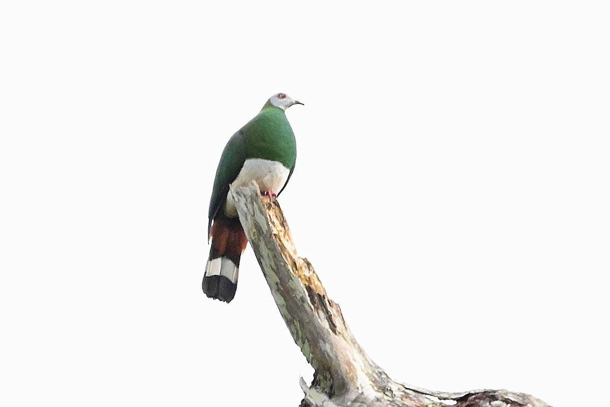 White-bellied Imperial-Pigeon - ML609576185