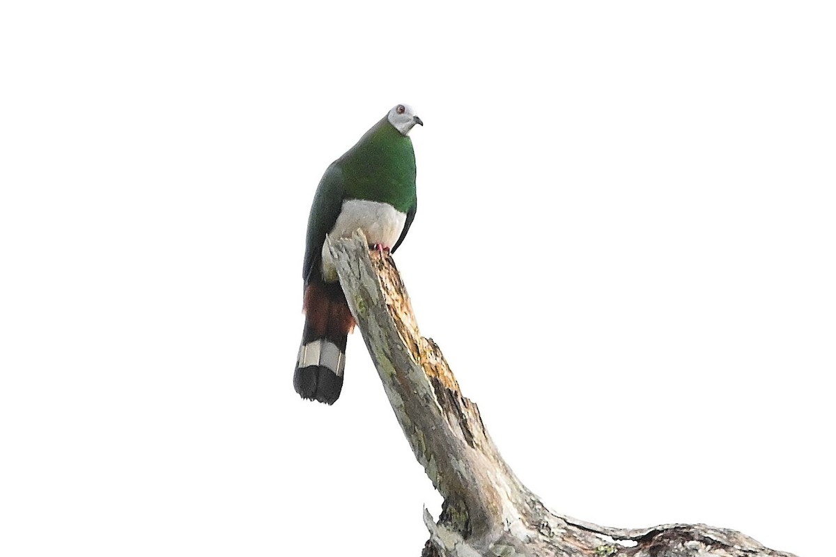 White-bellied Imperial-Pigeon - ML609576192