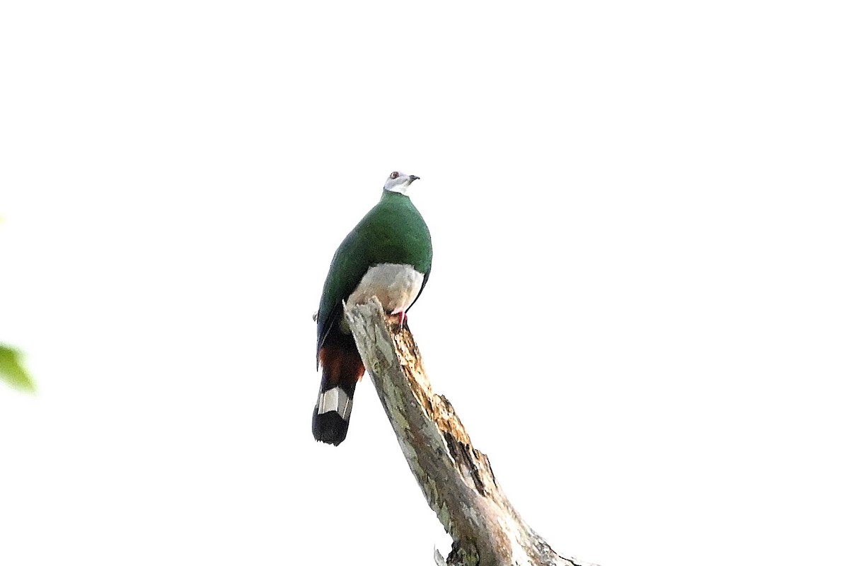 White-bellied Imperial-Pigeon - ML609576197