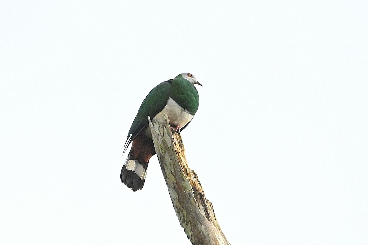 White-bellied Imperial-Pigeon - ML609576203