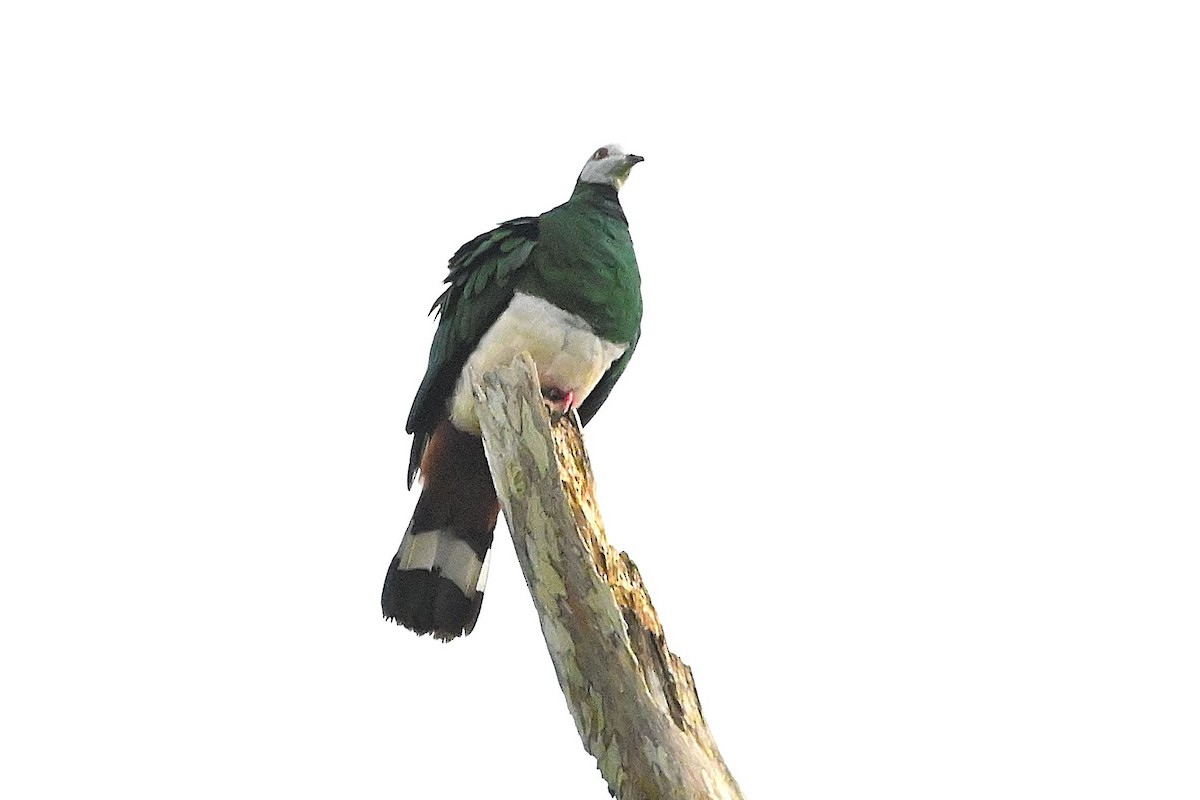 White-bellied Imperial-Pigeon - ML609576209