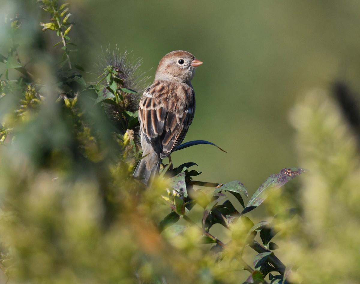 Field Sparrow - Tom Warren