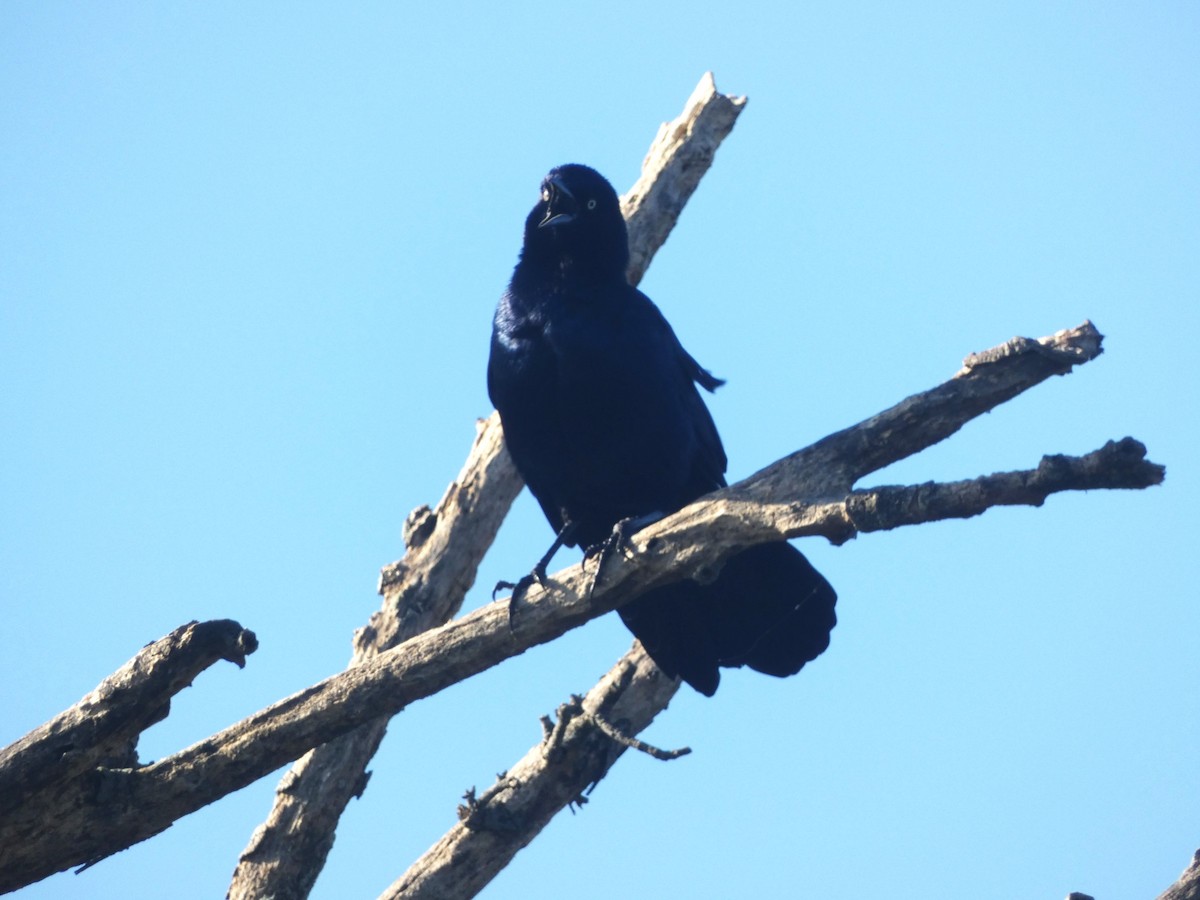 Boat-tailed Grackle - ML609576243
