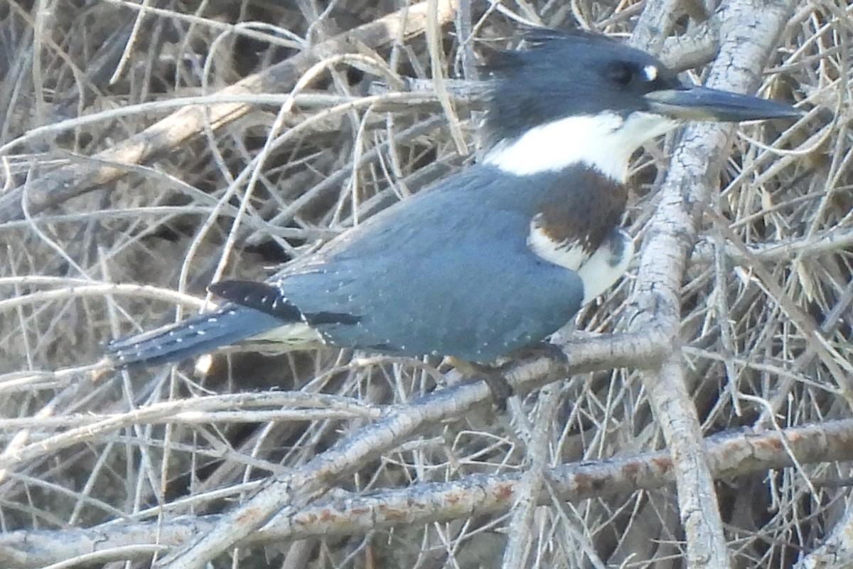 Belted Kingfisher - ML609576332