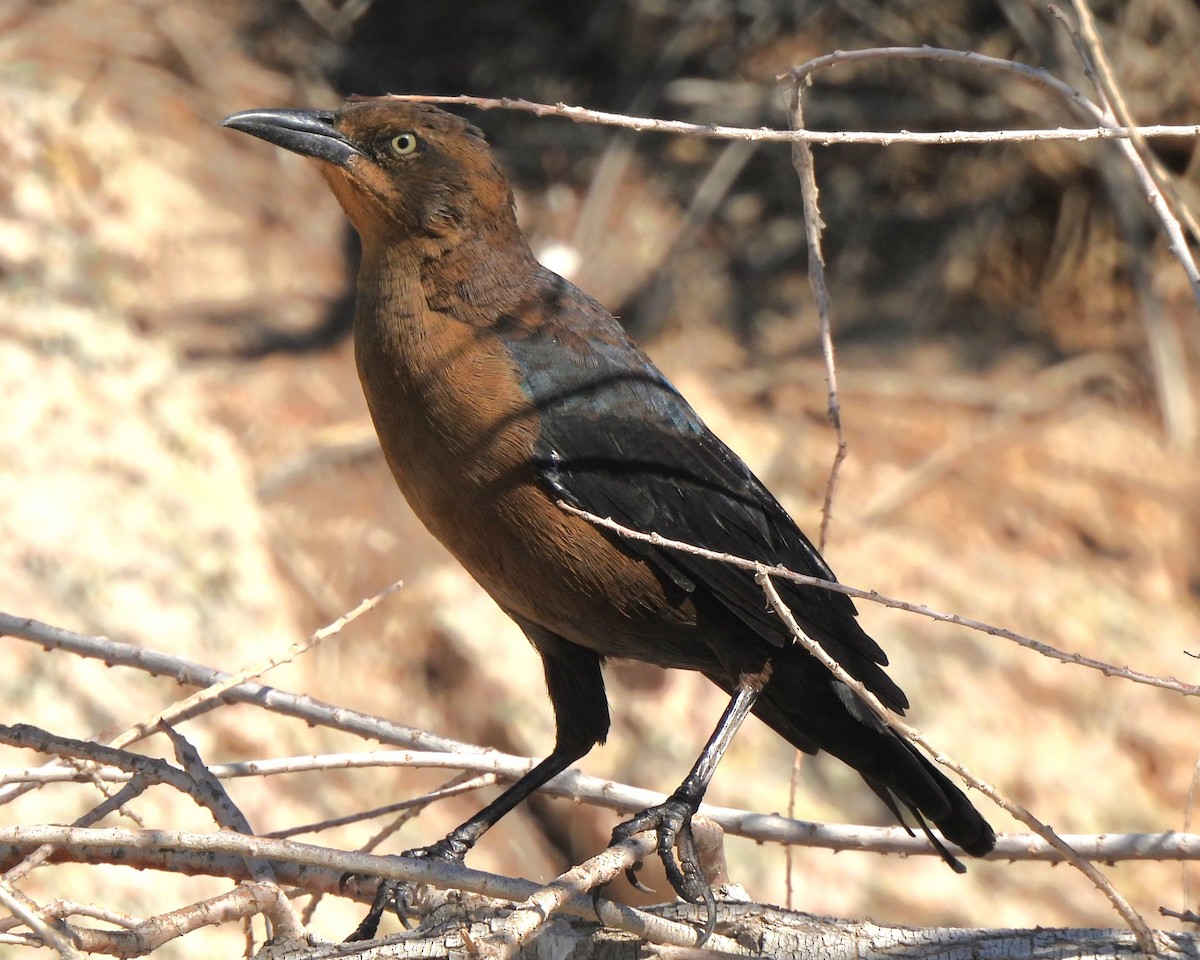 Great-tailed Grackle - ML609576338