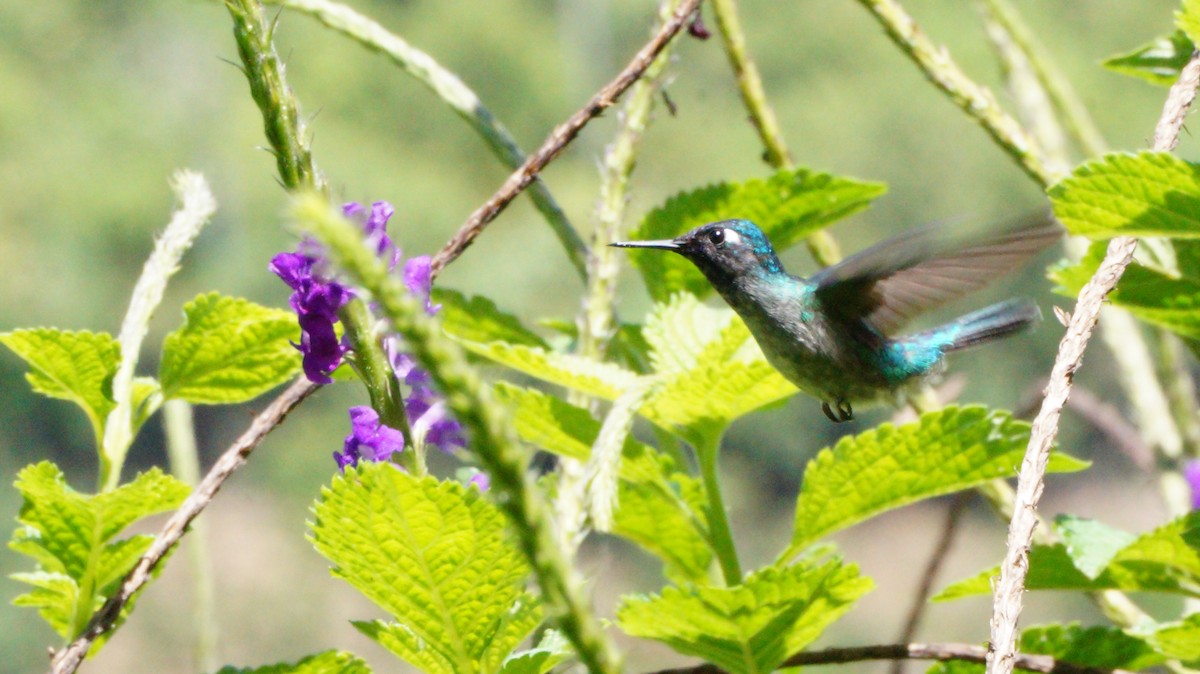 Violet-headed Hummingbird - Teylor Redondo