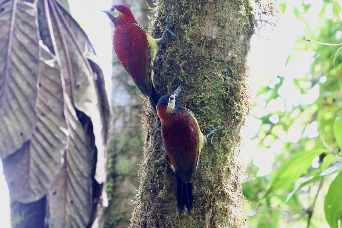 Crimson-mantled Woodpecker (Crimson-mantled) - ML609577224