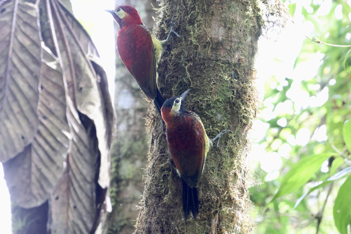 Crimson-mantled Woodpecker (Crimson-mantled) - ML609577225