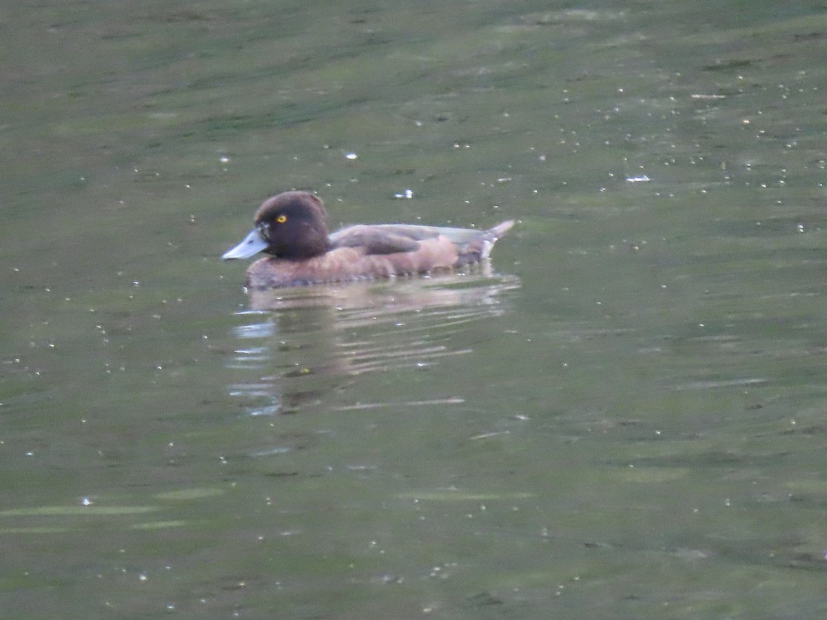 Tufted Duck - ML609577531
