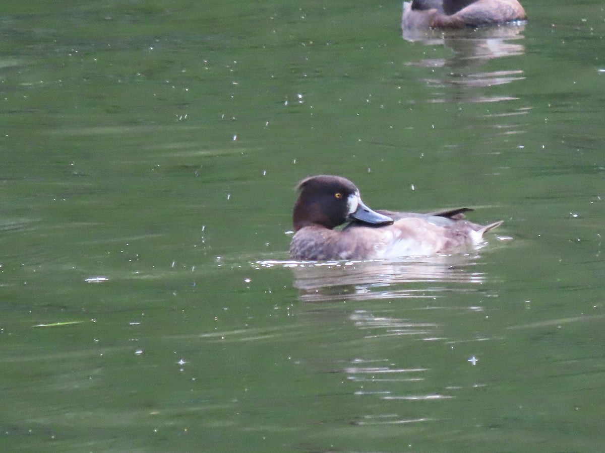 Tufted Duck - ML609577533