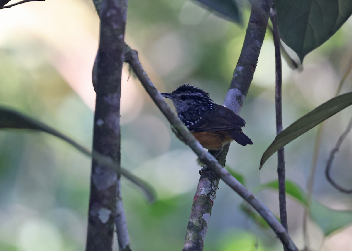 Peruvian Warbling-Antbird - ML609577690