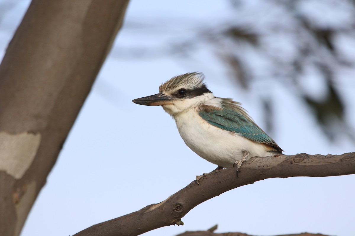Red-backed Kingfisher - Heath Milne
