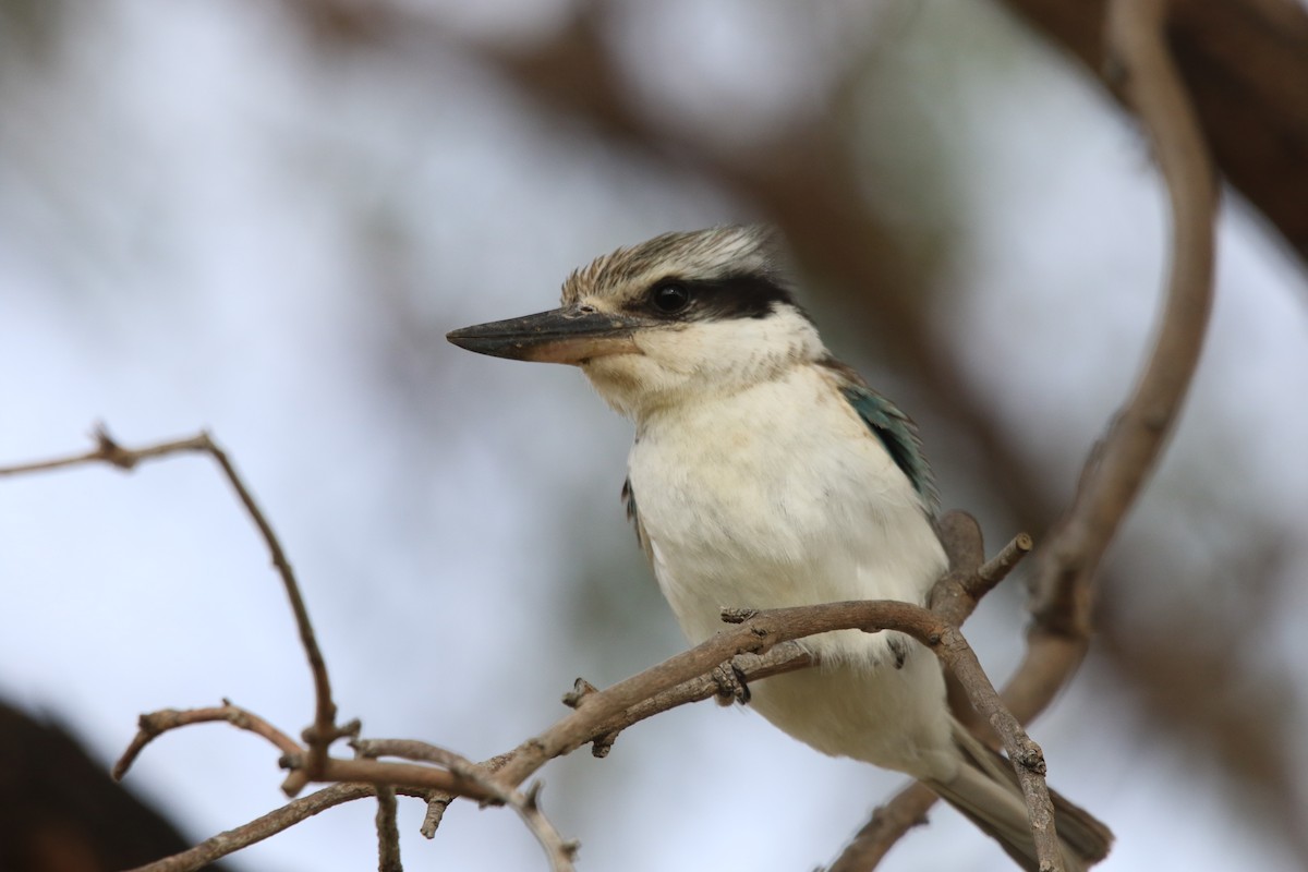 Red-backed Kingfisher - ML609578141