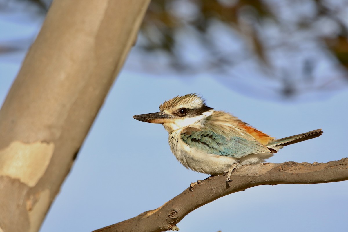 Red-backed Kingfisher - ML609578142