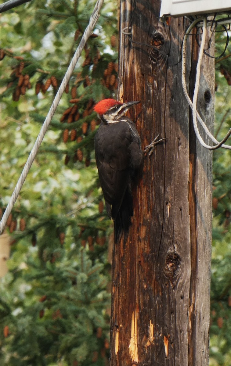 Pileated Woodpecker - ML609578678