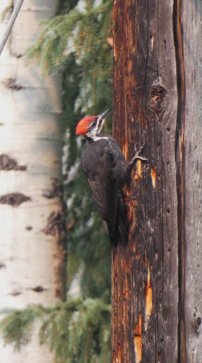 Pileated Woodpecker - ML609578679