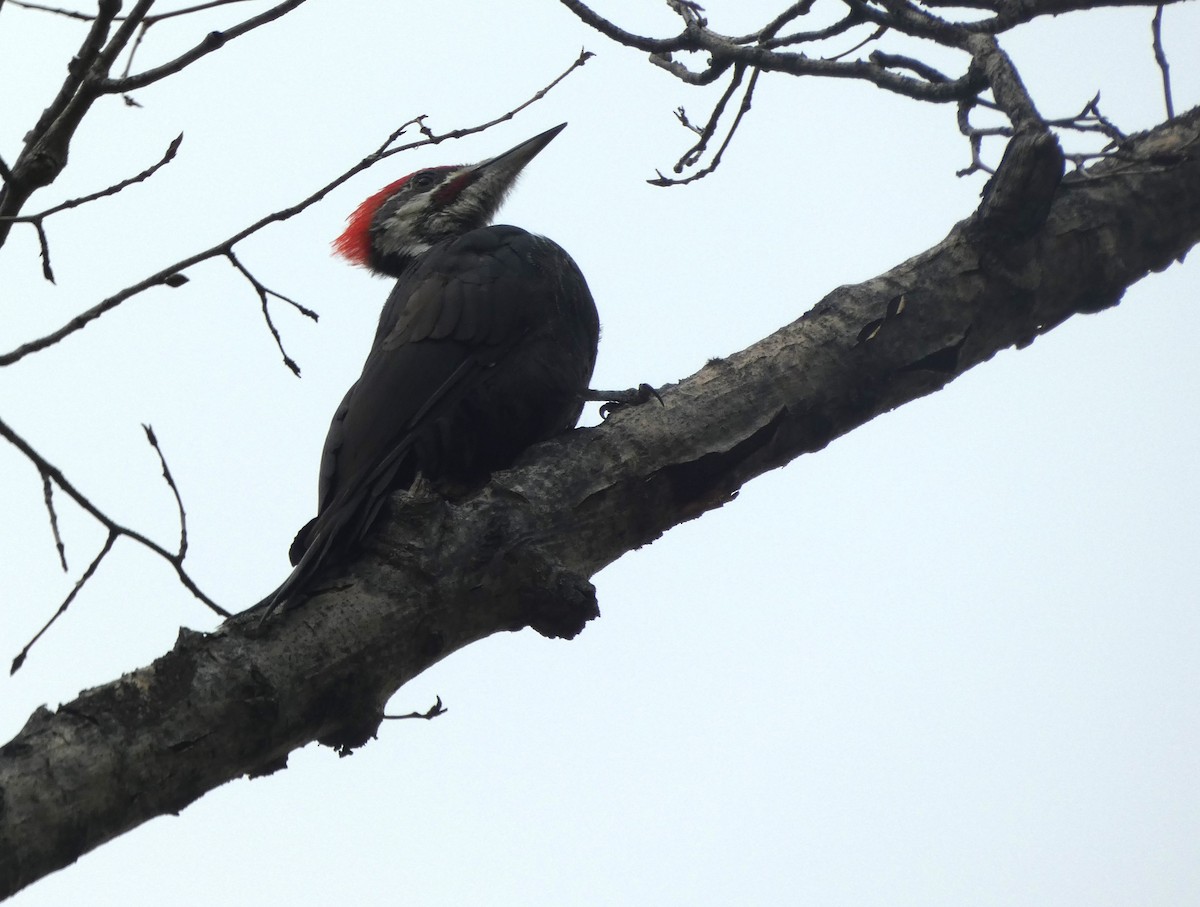Pileated Woodpecker - ML609578681