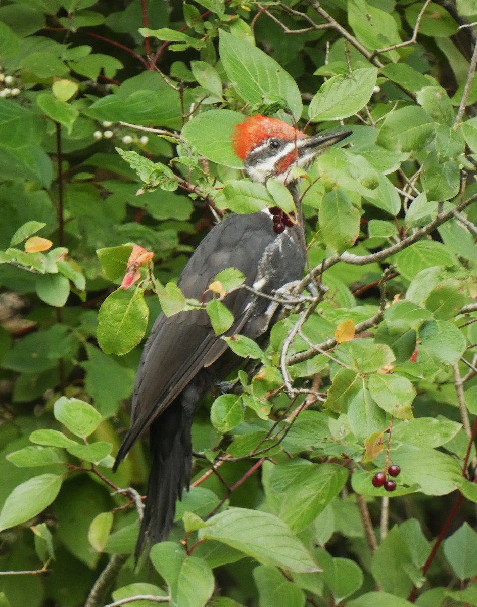 Pileated Woodpecker - ML609578682