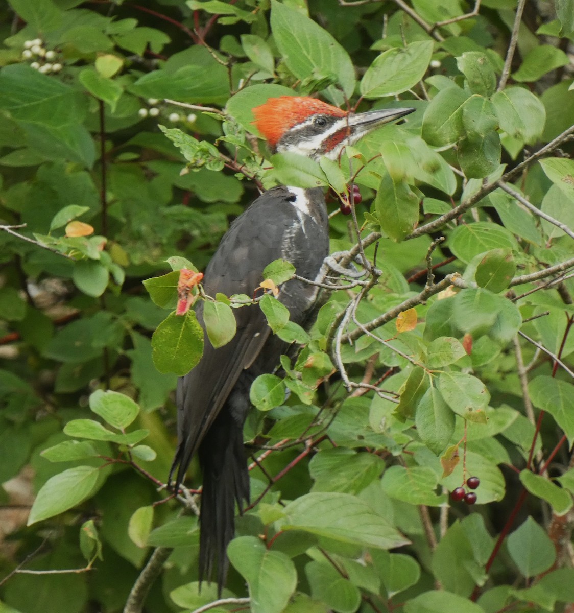 Pileated Woodpecker - ML609578684