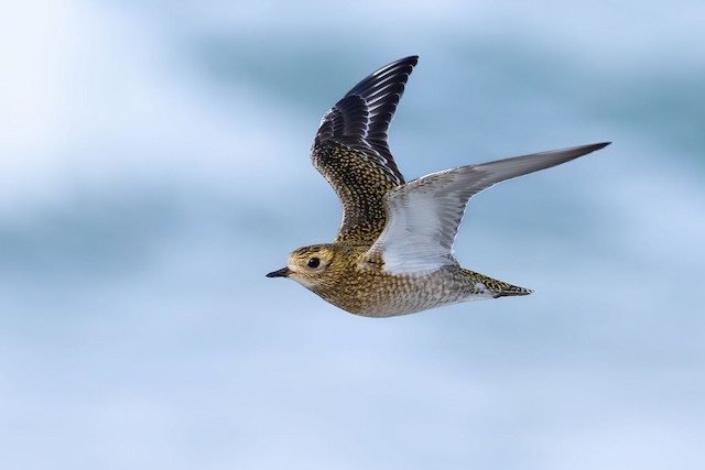 Possible confusion species: European Golden-Plover (<em class="SciName notranslate">Pluvialis apricaria</em>). - European Golden-Plover - 