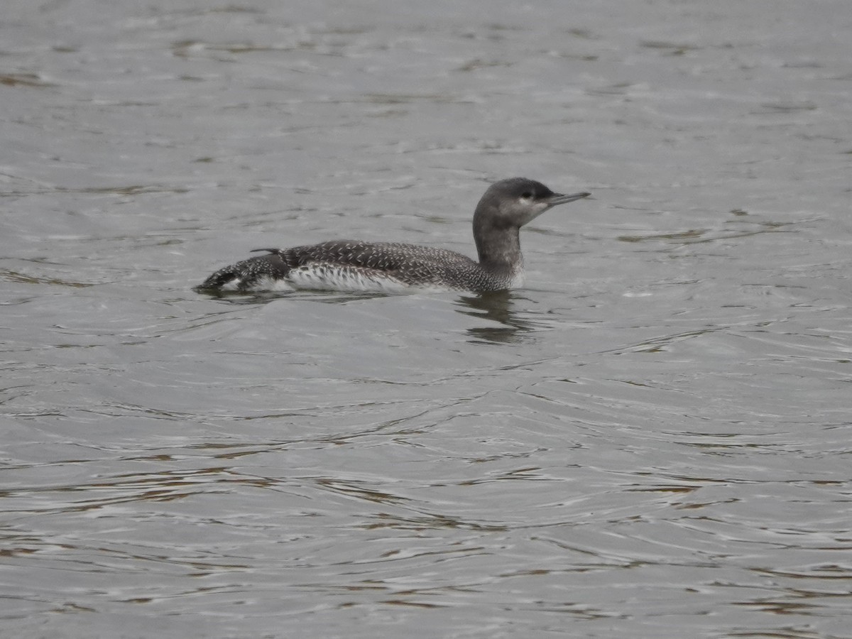 Red-throated Loon - ML609578975