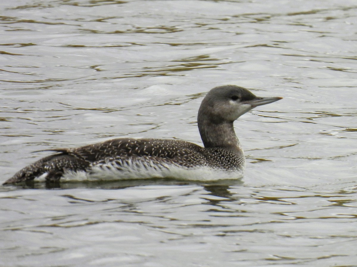 Red-throated Loon - ML609579844