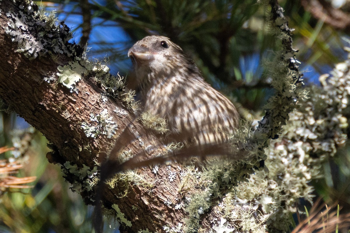 Red Crossbill (Lodgepole Pine or type 5) - ML609580021