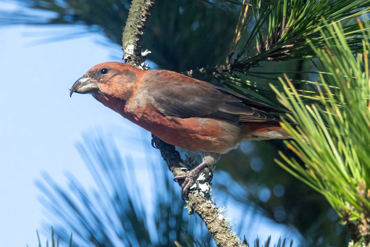 Red Crossbill (Lodgepole Pine or type 5) - ML609580022