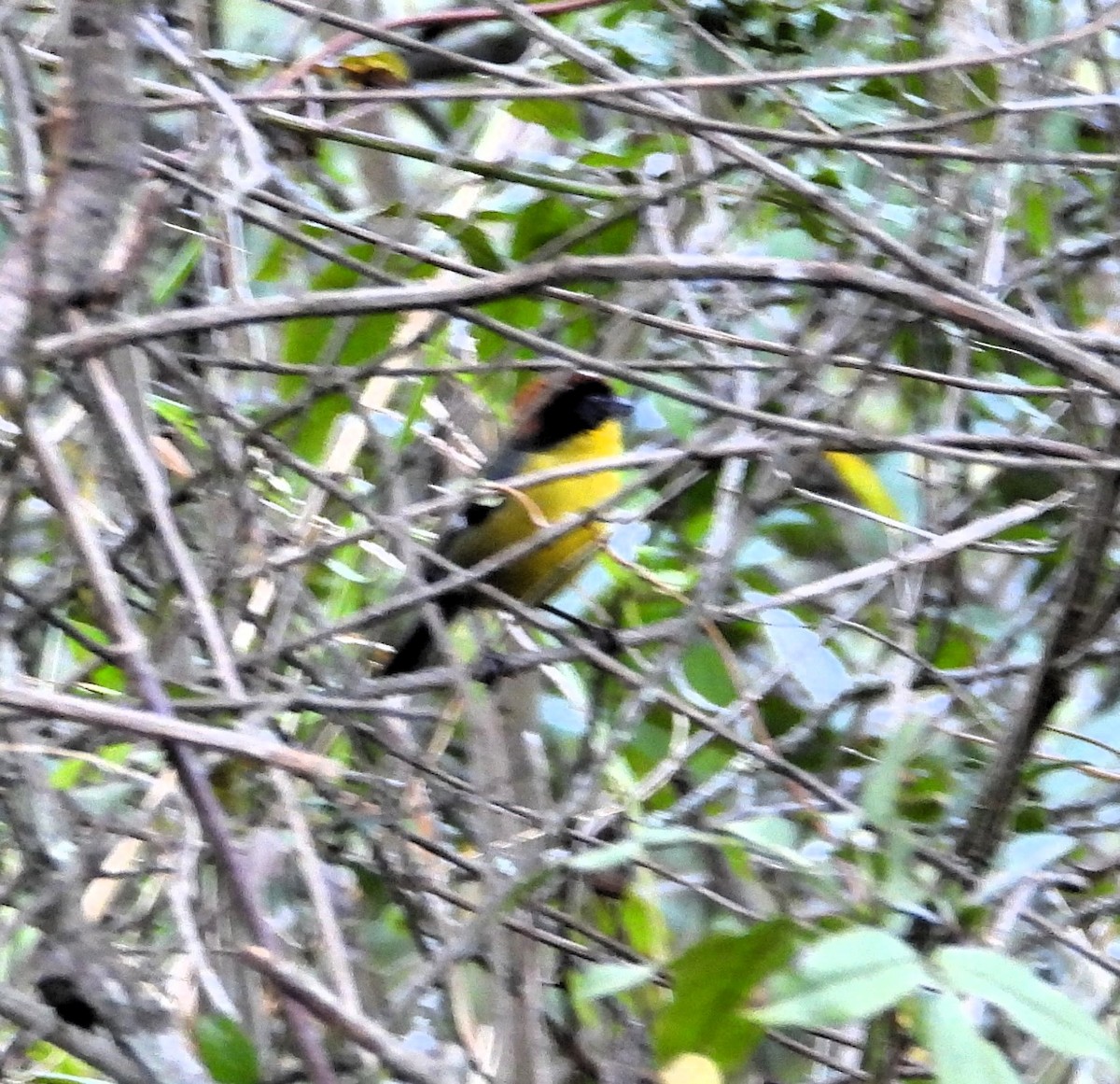 Yellow-breasted Brushfinch - ML609580157