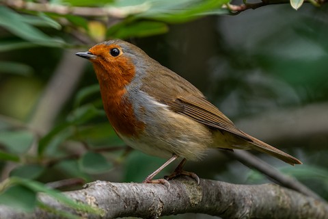 European Robin - eBird