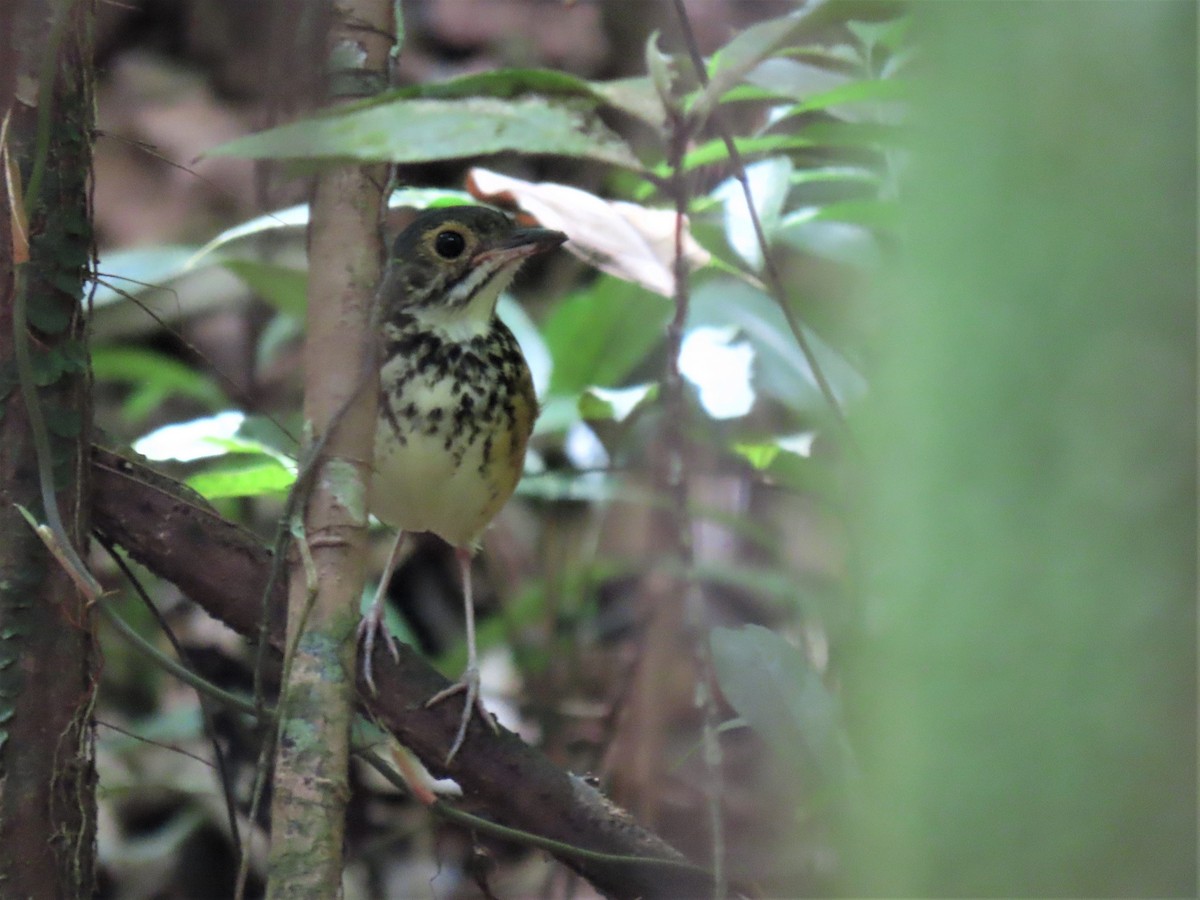 Spotted Antpitta - ML609580584