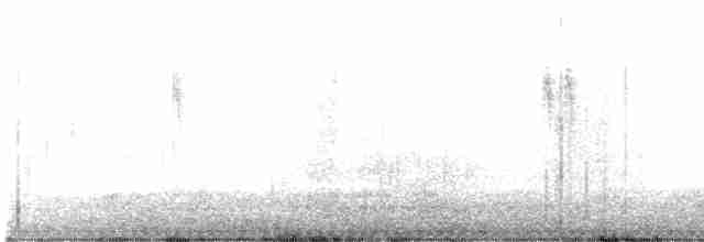White Wagtail (ocularis) - ML609580719
