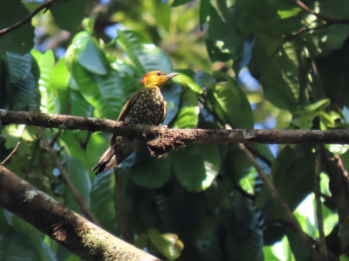 Yellow-throated Woodpecker - ML609580963