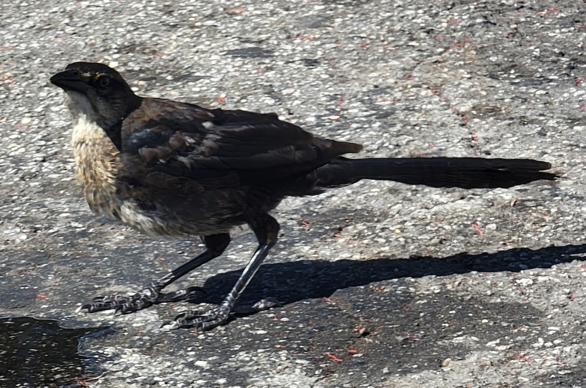 Great-tailed Grackle - ML609581772