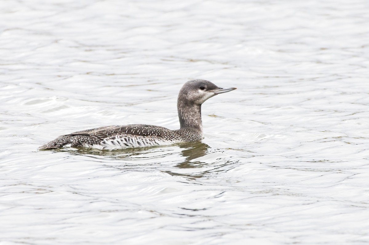 Red-throated Loon - ML609581876