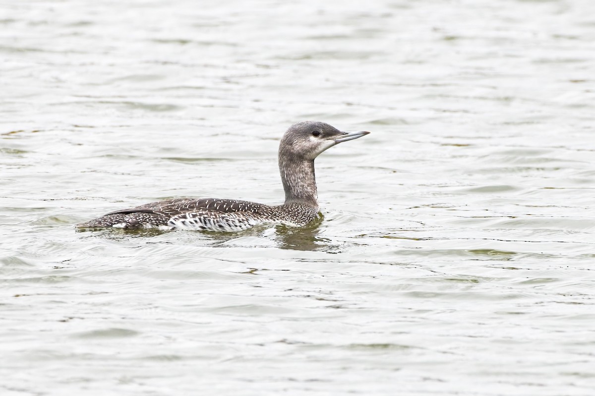 Red-throated Loon - ML609581879