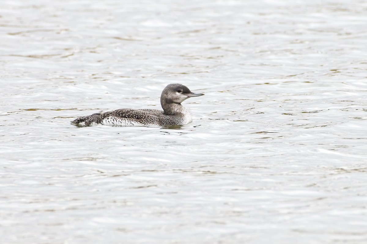 Red-throated Loon - ML609581896