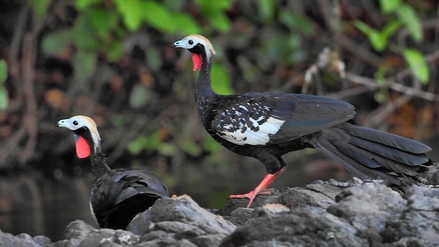 Red-throated Piping-Guan - ML609582031