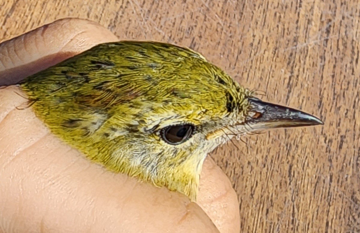 Bay-breasted Warbler - ML609582413