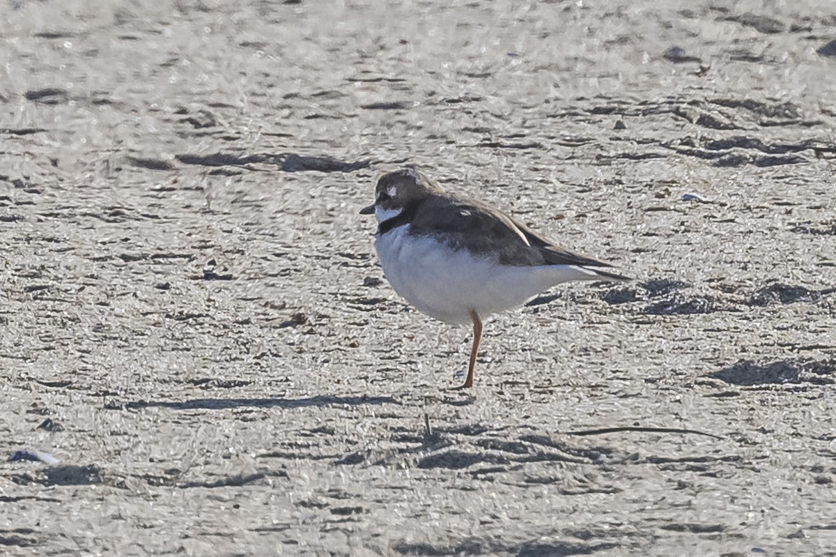 Collared Plover - ML609582711