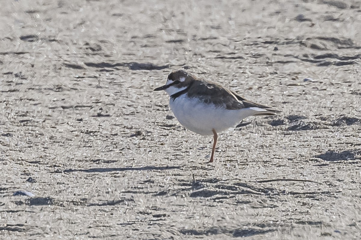 Collared Plover - ML609582714