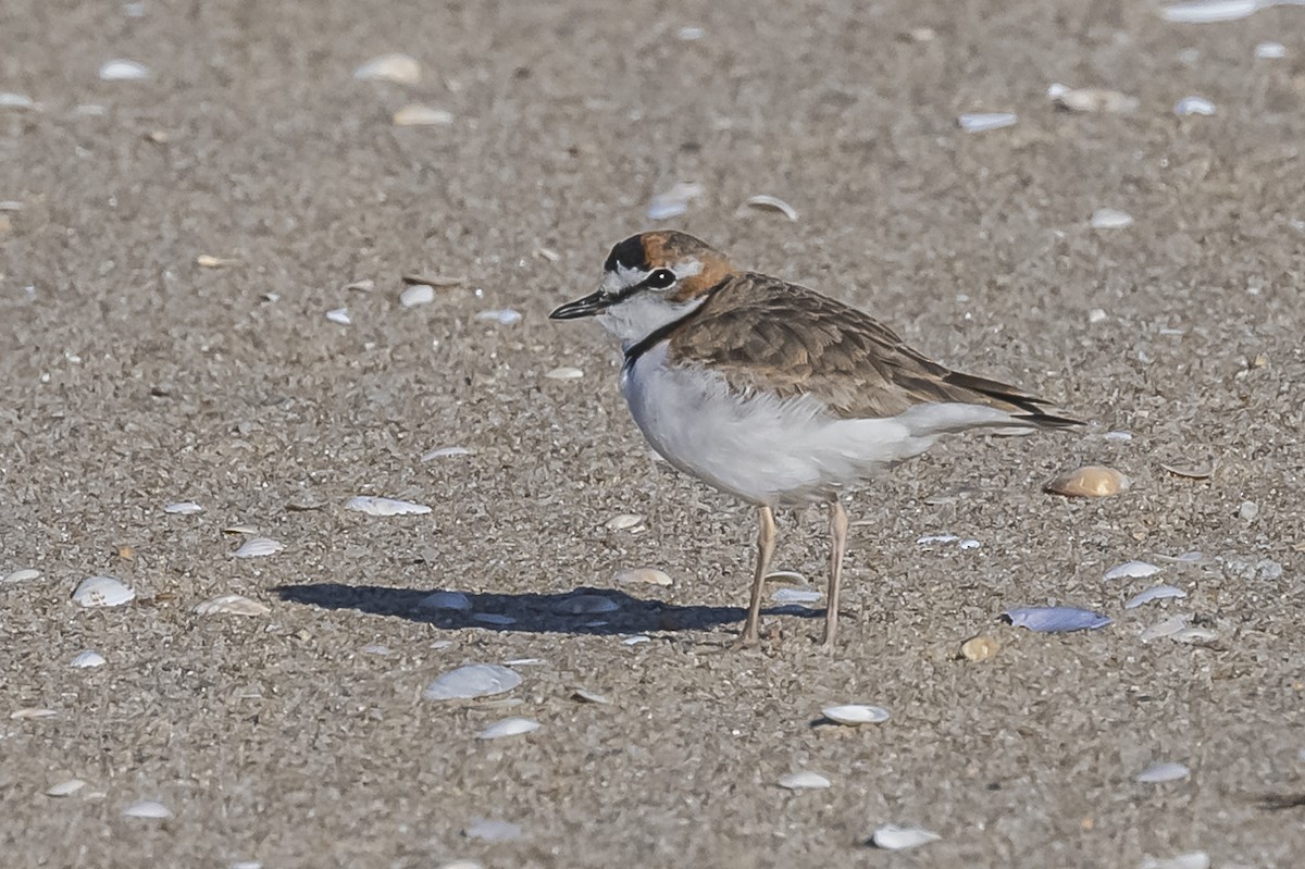 Collared Plover - ML609582750